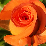 オレンジ色の薔薇の写真